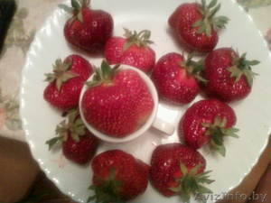 Рассада безусой клубники, ягоды 100г. Доставка по городу бесплатно #1399450