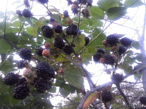 Распродажа саженцов плодово-ягодных из частного питомника #1396243