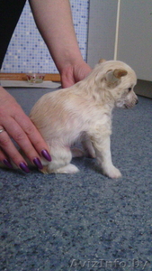 Продаются щенки китайской хохлатой собаки #1381357