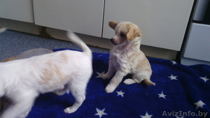 щенки в хорошие руки даром #1396237