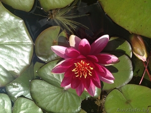 Продам розовые нимфеи (водяные лилии)  #1394004