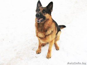 Кобель немецкой овчарки приглашает на вязку (чепрак) Боровляны #1382187