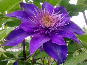 Клематисы разных сортов из питомника. #1380764