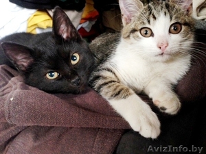 Две молодые кошечки в дар #1385790