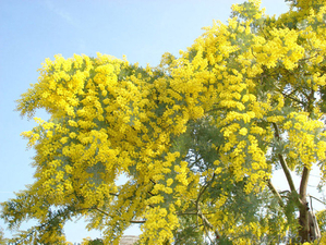 Продам Мимозы оптом по выгодной цене #1379576