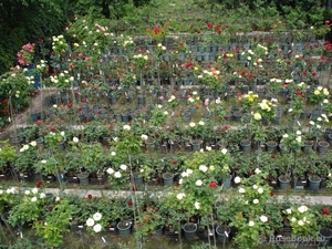 Саженцы декоративных растений из питомника оптом.  #1380761