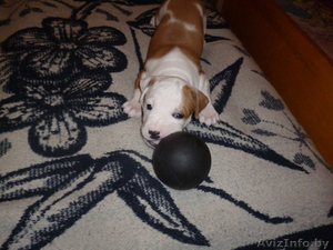 продажа щенков ам.стаффа #1396369