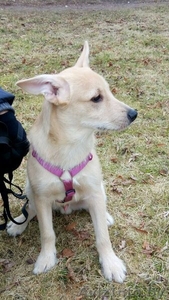 обаятельный и привлекательный щенок ищет дом  #1380435