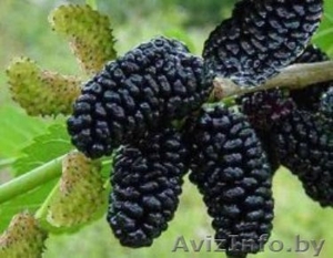 Шелковица черная и белая из питомника. #1380770