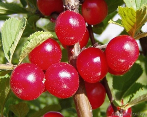 Вишня войлочная. #1380776