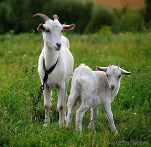 Козы c молодыми козлятами #1391737