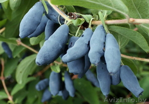 Жимолость съедобная разных сортов. #1380782