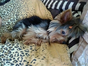 Вязка мини йорка #1409679