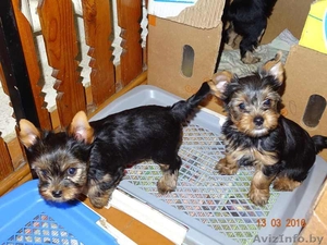 Дешево Щенки йоркширского терьера от чистокровных родителей #1411063