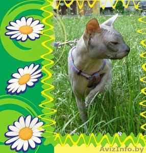 Вязка донской сфинкс #1403509