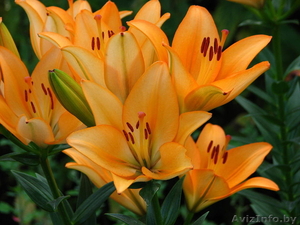 Луковицы лилий оптом #1413934