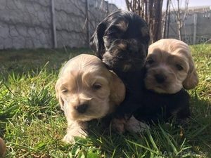  Замечательные щенки американского кокер спаниеля #1404267