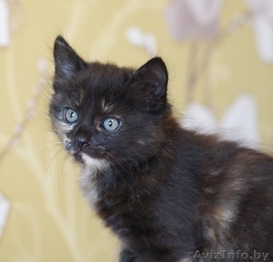 котенок девочка ищет дом #1423770