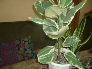 Фикус rjvyfnysq #1423587