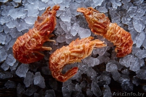 Креветки ШРИМС-медвежонок. 40/60 #1411590