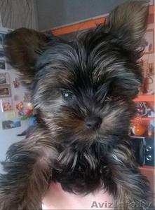 щенок йоркширского терьера(девочка) #1418152