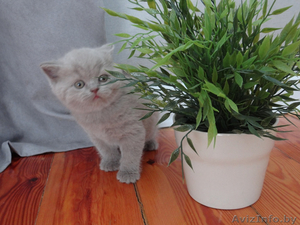 Лиловая британская девочка с родословной! #1421990