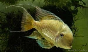 Геофагус бальзани gymnogeophagus balzanii. #1383751