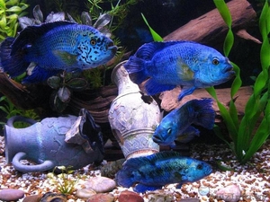 Аквариумные рыбки редкие виды. #1404998