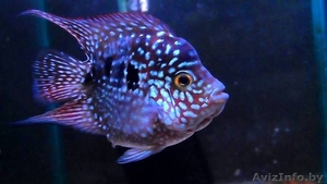 Red Texas ( боди). #1383757