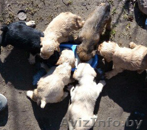 Щенки кокер-спаниеля. #1400948