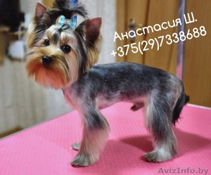 Стрижка собак и кошек (груминг)  #1400335