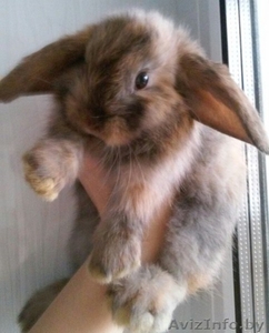 Декоративный кролик вислоухий Баран #1415091