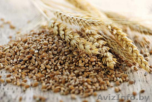 куплю зерно фуражное(тритикале) #1402697