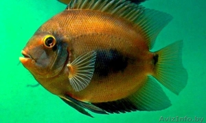 Уару клинопятнистая, редкая красивая. #1383753