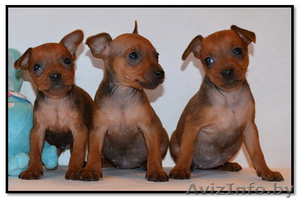 Щенки Цвергпинчер #1432382