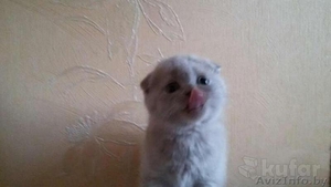 Милые,  плюшевые Шотландские котята #1429926