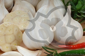 Купить семена чеснока польского производителя оптом в Беларуси!!! #1440143