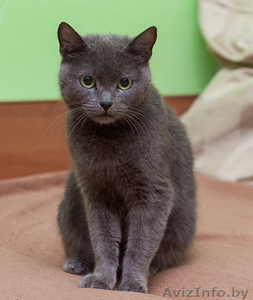 Метис русская голубая в дар #1445478