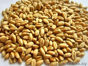 Зерно фуражное (тритикале,  ячмень,  рожь,  пшеница,  овес) #1445079
