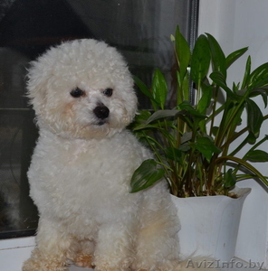 Бишон-фриз мальчик Матис Онезим Лешоу Дюлисроял #1432386