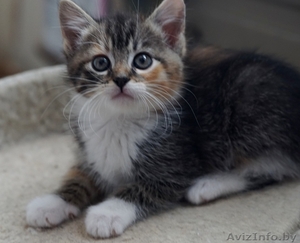 котенок девочка в поисках дома #1443188
