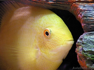 Северум золотой (Sewerum sp. gold). #1436696