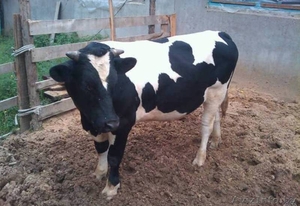 Закупаем Быки 400-500 кг #1439926