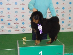 Продаются щенки тибетского мастифа,  Беларусь #1429998