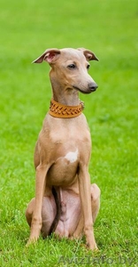 Продается щенок левретки Минск #1445745