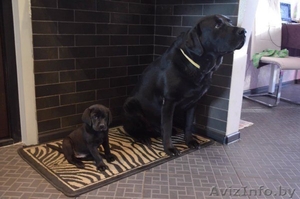 щенки лабрадора (недорого) #1445891