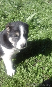 Щенки среднеазиатской овчарки(Алабай) #1428718