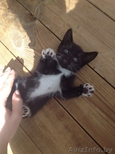 МИЛЫЕ КОТЯТА ИЩУТ СЕБЕ ДОБРОГО ОТЗЫВЧИВОГО ХОЗЯИНА  #1442721