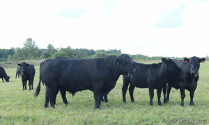 Закупаем Племенные Быки Абердин-Ангусская порода #1439923