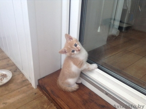 МИЛЫЕ КОТЯТА ИЩУТ СЕБЕ ДОБРОГО,  ОТЗЫВЧИВОГО ХОЗЯИНА  #1442717